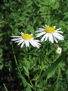 Symphyotrichum spp.